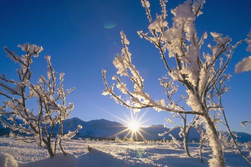 Frosted Trees Backlit @ Sunrise On Broad Pass Sc Ak Winter PosterPrint - Item # VARDPI2094352
