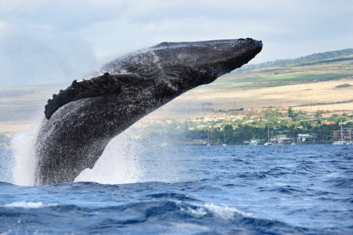 Hawaii, Maui, Humpback Whale Breaching With Island In The Background. PosterPrint - Item # VARDPI1976033