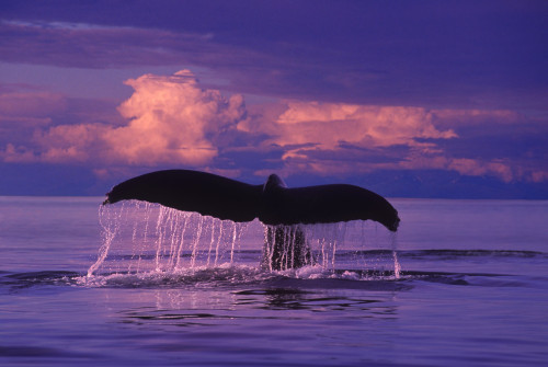 Humpback Fluke @ Sunset Lynn Canal Se Ak Composite Summer PosterPrint