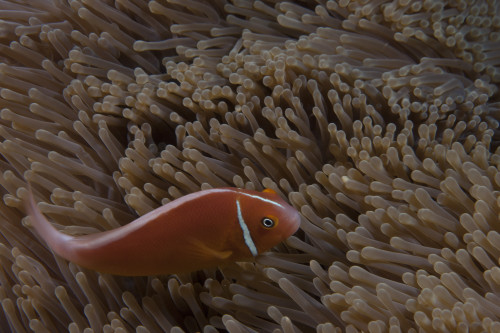 Pink anemonefish in its host anenome, Fiji Poster Print - Item # VARPSTTMO400532U