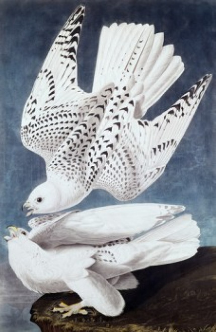 Iceland or Jer Falcon  John James Audubon Poster Print - Item # VARSAL900129458