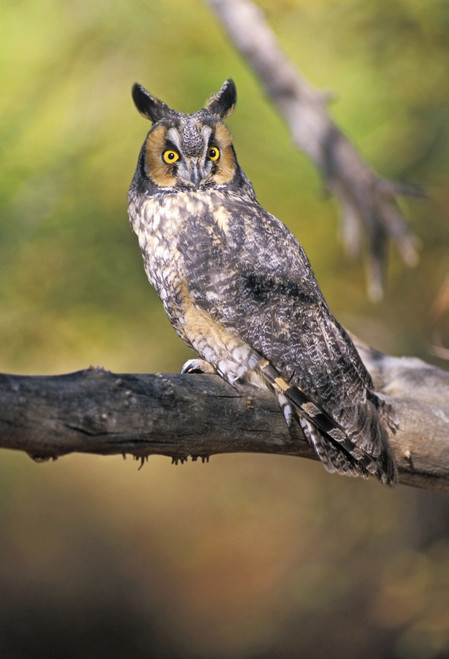 Long Eared Owl On Branch PosterPrint - Item # VARDPI1787706