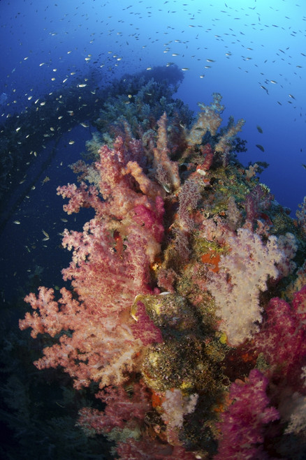 Reef scene with corals and fish, Acasta Reef, Indonesia Poster Print - Item # VARPSTMME400163U
