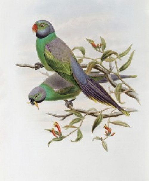 Mrs. Layard's Parakeet John Gould Poster Print - Item # VARSAL900139705