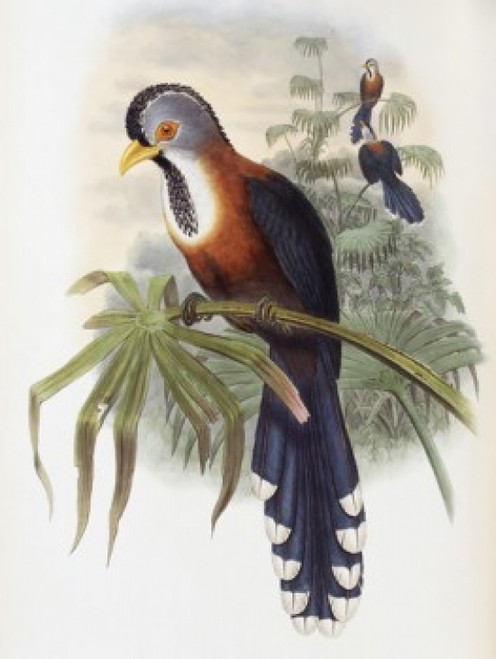 Curled-crested Cuckoo John Gould Poster Print - Item # VARSAL900139713
