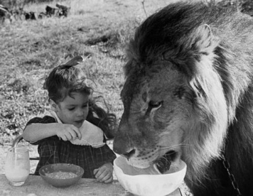 Close-up of a girl and a lion having breakfast together Poster Print - Item # VARSAL9901828