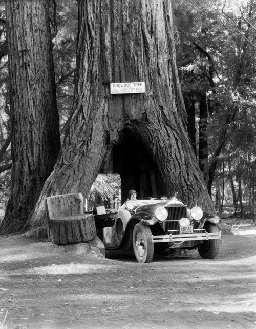 1930s Woman Driving Convertible Car Through Opening In Giant Sequoia Tree Trunk Coolidge Tree Mendocino California Print - Item # PPI179617LARGE