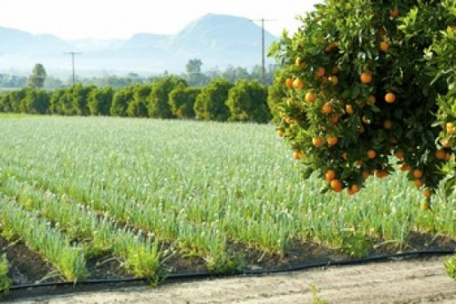 Oranges on a tree with onions crop in the background  California  USA Poster Print by Panoramic Images (36 x 24) - Item # PPI142417