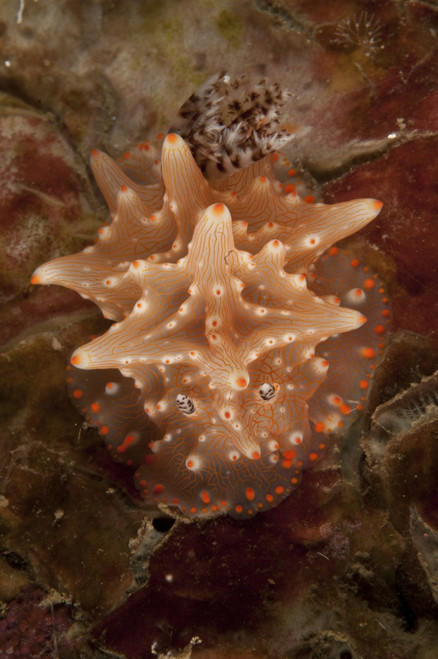 Halgerda batangas sea slug nudibranch, Lembeh Strait, Bitung, North Sulawesi, Indonesia Poster Print - Item # VARPSTMME400081U
