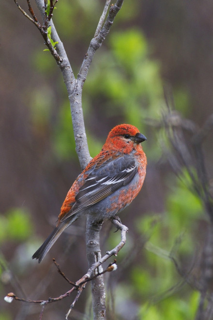 Male Pine Grosbeak Perched On Willow Branch, Copper River Delta, Near Cordova, Southcentral Alaska, Spring PosterPrint - Item # VARDPI2093410