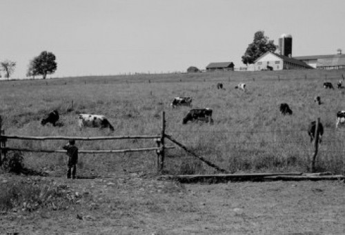 Boy watching cows over fence in field Poster Print - Item # VARSAL255424937
