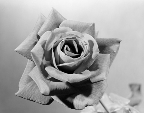 1950s Close-Up Of Rose Fully Opened Poster Print By Vintage Collection (22 X 28) - Item # PPI187096LARGE