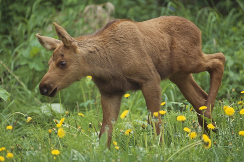 Cow Moose & Calf Together In Anchorage Neighboorhood Summer Southcentral Alaska PosterPrint - Item # VARDPI2152591