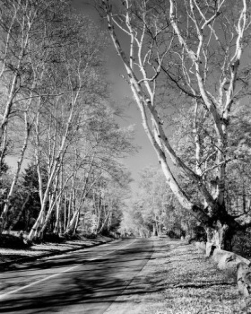 USA  New Hampshire  Bethlehem  Birches on Highway 10 Poster Print - Item # VARSAL255423291