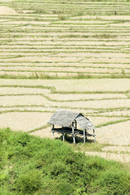 Thailand, Thatched roof shelters in terraced rice paddies; Mae Sariang PosterPrint - Item # VARDPI1983607