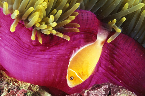 Micronesia, Bright Orange Anemone Fish Swim Near Pink Anemone And Coral. PosterPrint - Item # VARDPI1996048