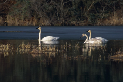 Three Trumpeter Swans On Wetlands In Southcentral Alaska PosterPrint - Item # VARDPI2157777