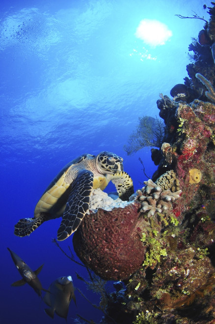 Hawksbill sea turtle and gray angelfish by coral reef, USS Kittiwake, Grand Cayman Poster Print - Item # VARPSTAMN400004U
