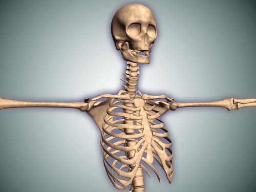 Conceptual image of human rib cage and spinal cord with skull Poster Print - Item # VARPSTSTK700608H