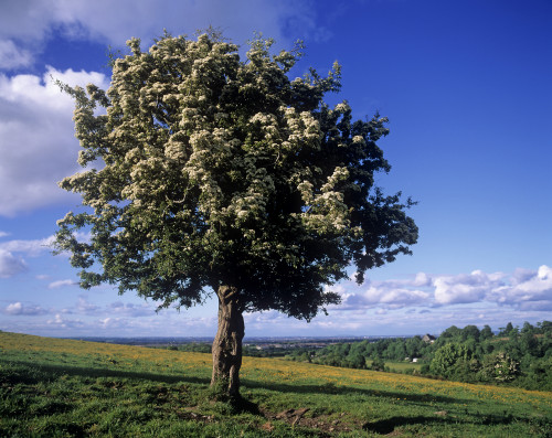 Hawthorn Tree On A Landscape, Ireland PosterPrint - Item # VARDPI1798497