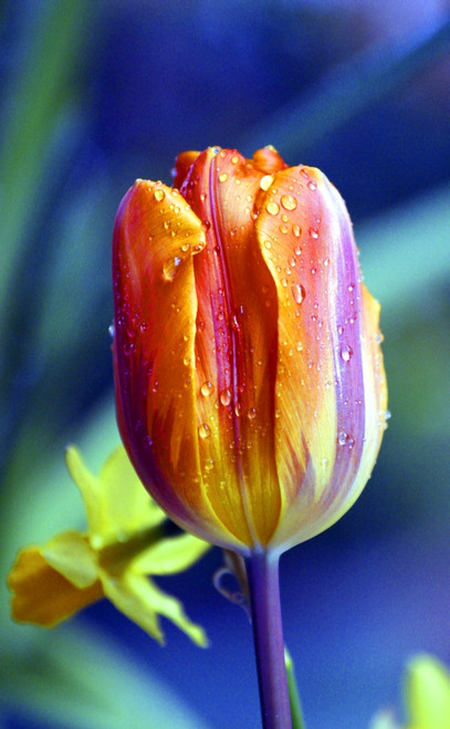 A Tulip PosterPrint - Item # VARDPI1765156