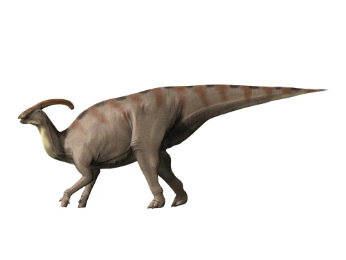 Parasaurolophus dinosaur, white background Poster Print