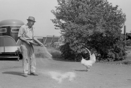 USA  Farmer feeding chickens Poster Print - Item # VARSAL255424765