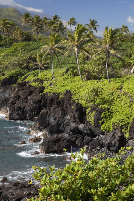 Hawaii, Maui, Hana, The Black Sand Beach of Waianapanapa. PosterPrint - Item # VARDPI2116401
