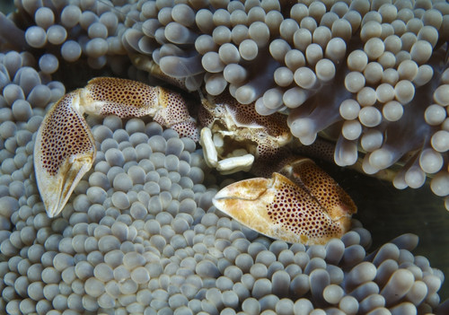 Red-spotted Neopetrolisthes porcelain crab hiding in grey anemone, Lembeh Strait, North Sulawesi, Indonesia Poster Print - Item # VARPSTMME400232U