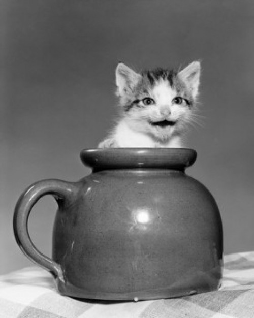 Kitten in a jar Poster Print - Item # VARSAL25529835
