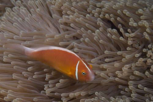 Pink anemonefish in its host anenome, Fiji Poster Print - Item # VARPSTTMO400538U