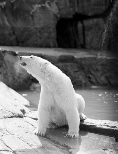 Polar bear Poster Print