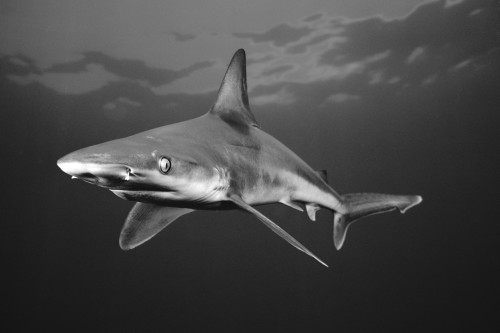 USA, Sandbar Shark (Carcharhinus Plumbeus) near ocean's surface; Hawaii PosterPrint - Item # VARDPI1977754
