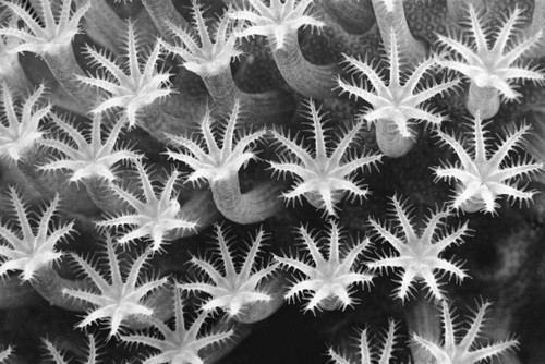 Malaysia, Close-Up Of Leather Coral Polyps (Sarcophyton Sp), (Black And White Photograph). PosterPrint - Item # VARDPI1978086
