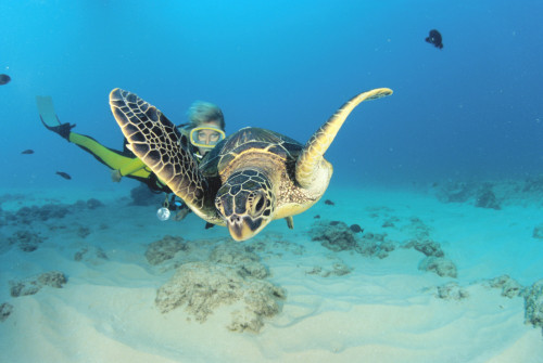 Hawaii, Diver And Green Sea Turtle (Chelonia Mydas) Swims Over Bottom PosterPrint - Item # VARDPI2001982