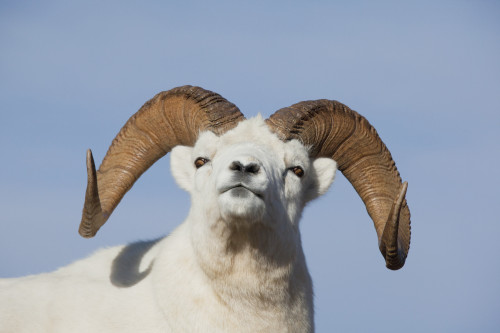 Close Up Of A Dall Sheep Ram In Denali National Park And Preserve, Interior Alaska, Autumn PosterPrint - Item # VARDPI2094179