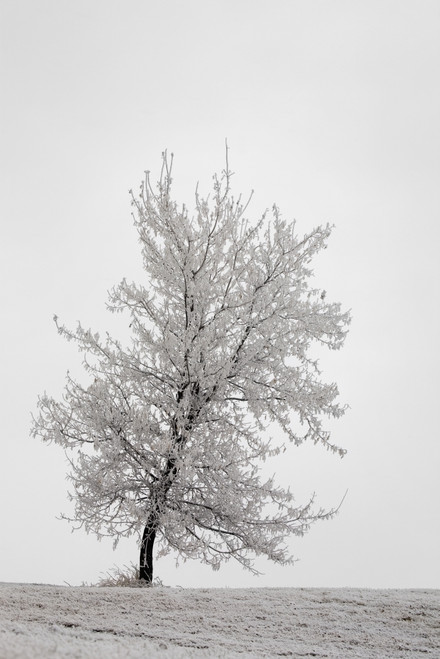 One frosted tree on a snow covered hillside on an overcast day;Calgary alberta canada PosterPrint - Item # VARDPI2327624