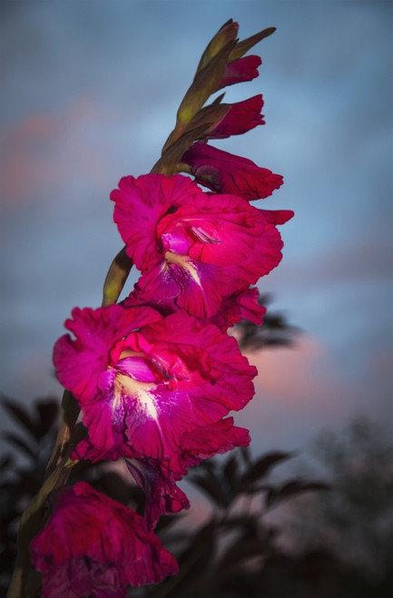 Gladiolus blooms in a garden at dusk; Astoria, Oregon, United States of America PosterPrint - Item # VARDPI2374456