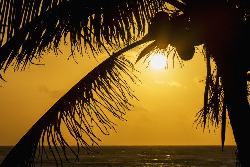 Silhouette of a coconut tree with an orange sky at sunrise and the ocean on the horizon; Akumal, Quintana Roo, Mexico PosterPrint - Item # VARDPI12269358