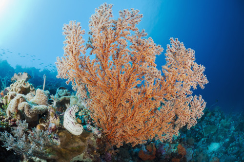 Indonesia, A gorgonian coral tree dominates this underwater scene. PosterPrint - Item # VARDPI2116839