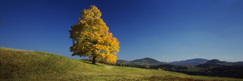 Sugar Maple tree on a hill, Peacham, Caledonia County, Vermont, USA Poster Print - Item # VARPPI32285