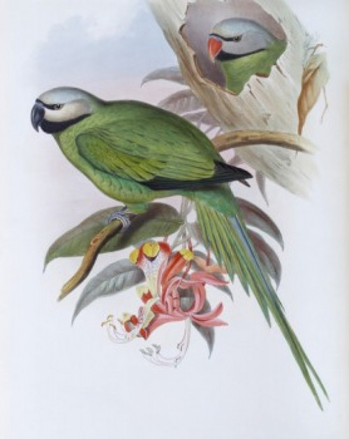 Grey-headed Parakeet John Gould Poster Print - Item # VARSAL900139707