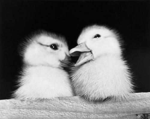 Close-up of two ducklings Poster Print - Item # VARSAL25523073
