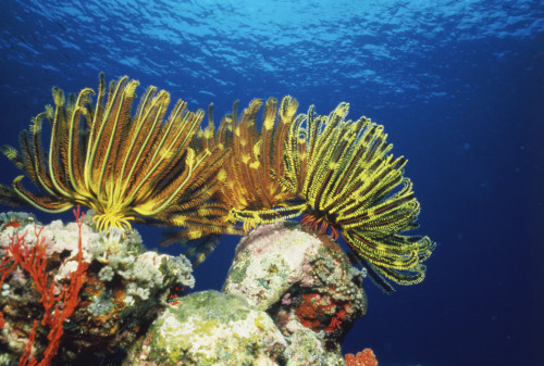 Plants undersea, Okinawa Prefecture, Japan Poster Print - Item # VARPPI47439 Plants undersea, Okinawa Prefecture, Japan Poster Print - Item # VARPPI47439