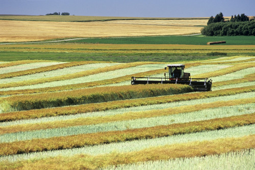 Swathing Canola, Tiger Hills, Manitoba PosterPrint - Item # VARDPI2028517