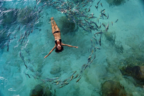 School Of Fish Encircling Woman Floating In Tropical Ocean Water. PosterPrint - Item # VARDPI1967404