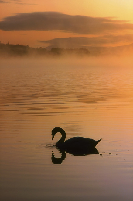 Lough Leane, Lakes Of Killarney, Co Kerry, Ireland; Silhouetted Swan PosterPrint - Item # VARDPI1803190