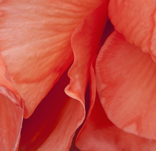 Macro View Of Red Begonia Petals, Girdwood, Southcentral Alaska, Summer PosterPrint - Item # VARDPI2093082