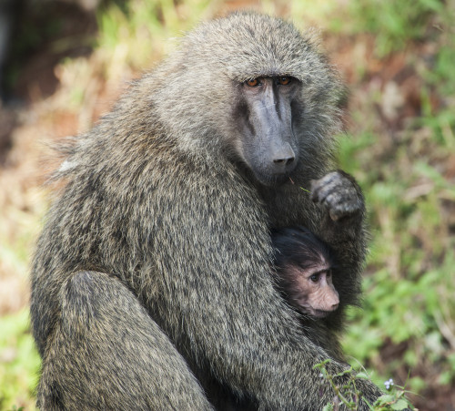 A monkey with it's baby in the maasai mara national reserve;Maasai mara kenya PosterPrint - Item # VARDPI2321815