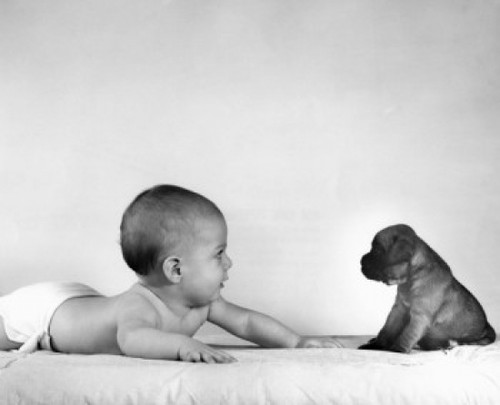 Baby and puppy lying on bed Poster Print - Item # VARSAL2559167E